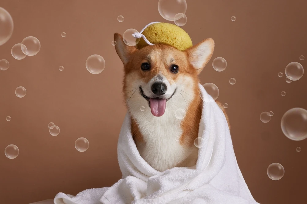 shutterstock_2619440135 (1)